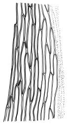 Pohlia ochii. K, leaf apex, mid laminal cells from costa to margin. Drawn from A.J. Fife 6813, CHR 405619.
 Image: R.C. Wagstaff © Landcare Research 2020 CC BY 4.0